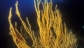 Elba Sub Gorgonia Gialla