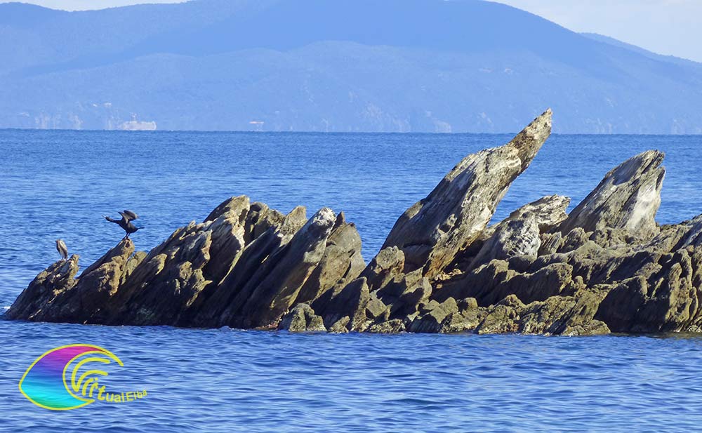 Coppia di Cormorani alla spiaggia del Porticciolo Rio Marina