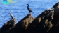 Coppia di Cormorani alla spiaggia del Porticciolo Rio Marina