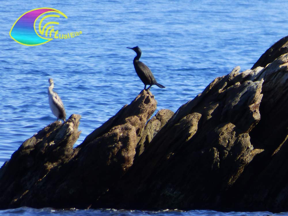 Couple de cormorans à la plage de Porticciolo Rio Marina