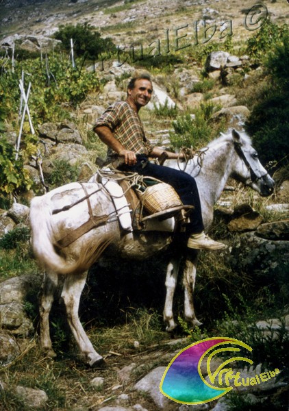 Pomonte vigneti e cavallo