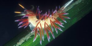 Les croisés - Nudibranco