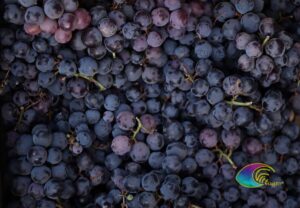 Cépage rouge Aleatico de l'Elbe