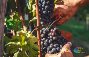 Cépage rouge Aleatico de l'Elbe