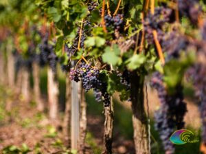 Cépage rouge Aléatico de Elbe