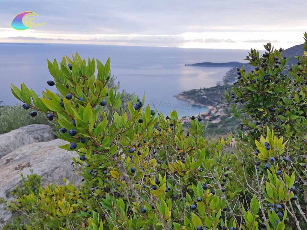 Baies de Myrte / Mortelle de l'île d'Elbe