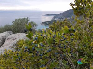 Baies de Myrte/Mortella de l'Île d'Elbe