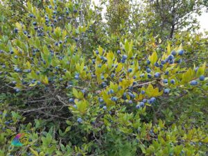 Baies de myrte sur l'île d'Elbe