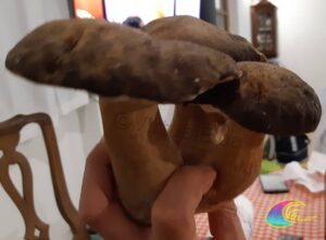 Champignons Porcini Île d'Elbe