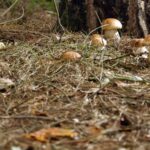 Funghi Isola d'Elba