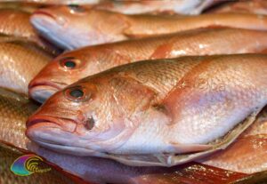 Poisson d'Elbe Paraghi