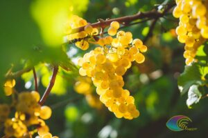 Vin Blanc d'Elbe, vins Moscato de l'Île d'Elbe