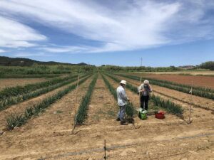 Agrobiodiversité : La banque de semences de l'île d'Elbe - CEA de Lacona